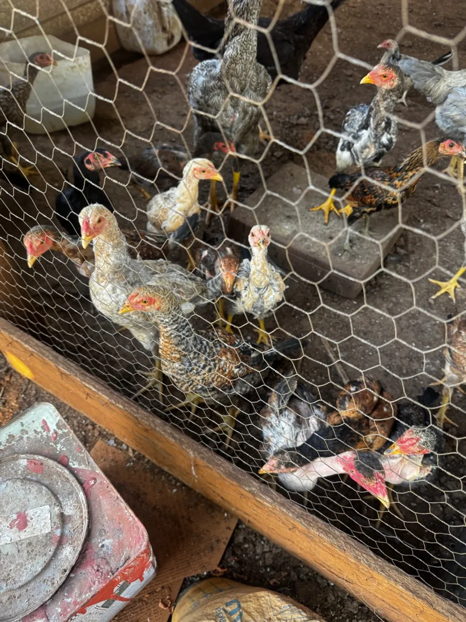 Franguinhos e frangas 90 dias