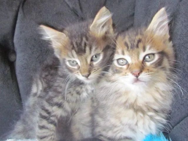 Filhotes de Maine Coon disponíveis - Qualidade, saúde e beleza garantidas! - Foto 5