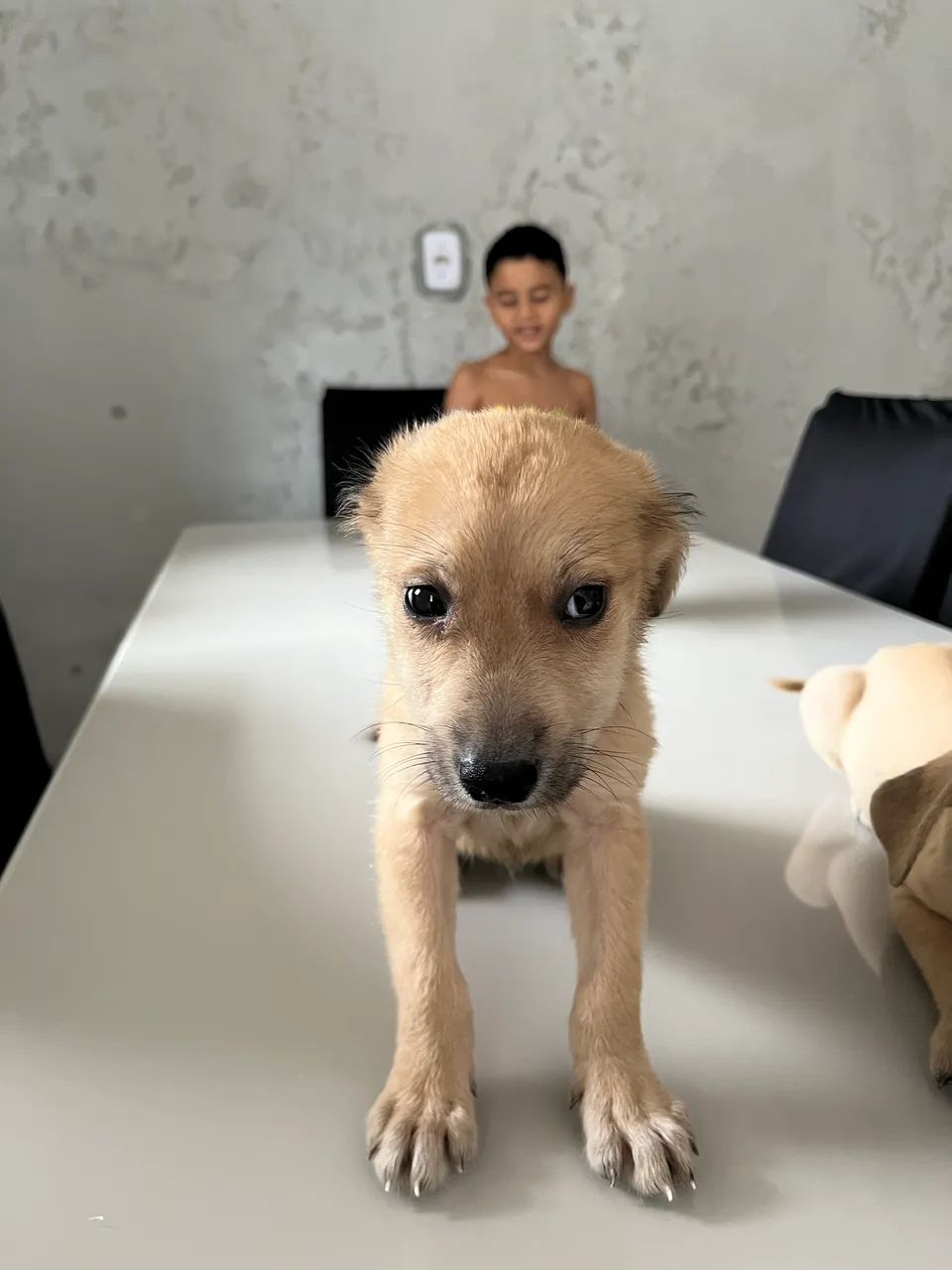 Cachorrinho - Foto 3