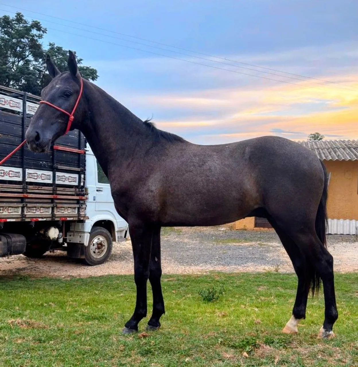 Potro Mangalarga Marchador Marcha picada  - Foto 4