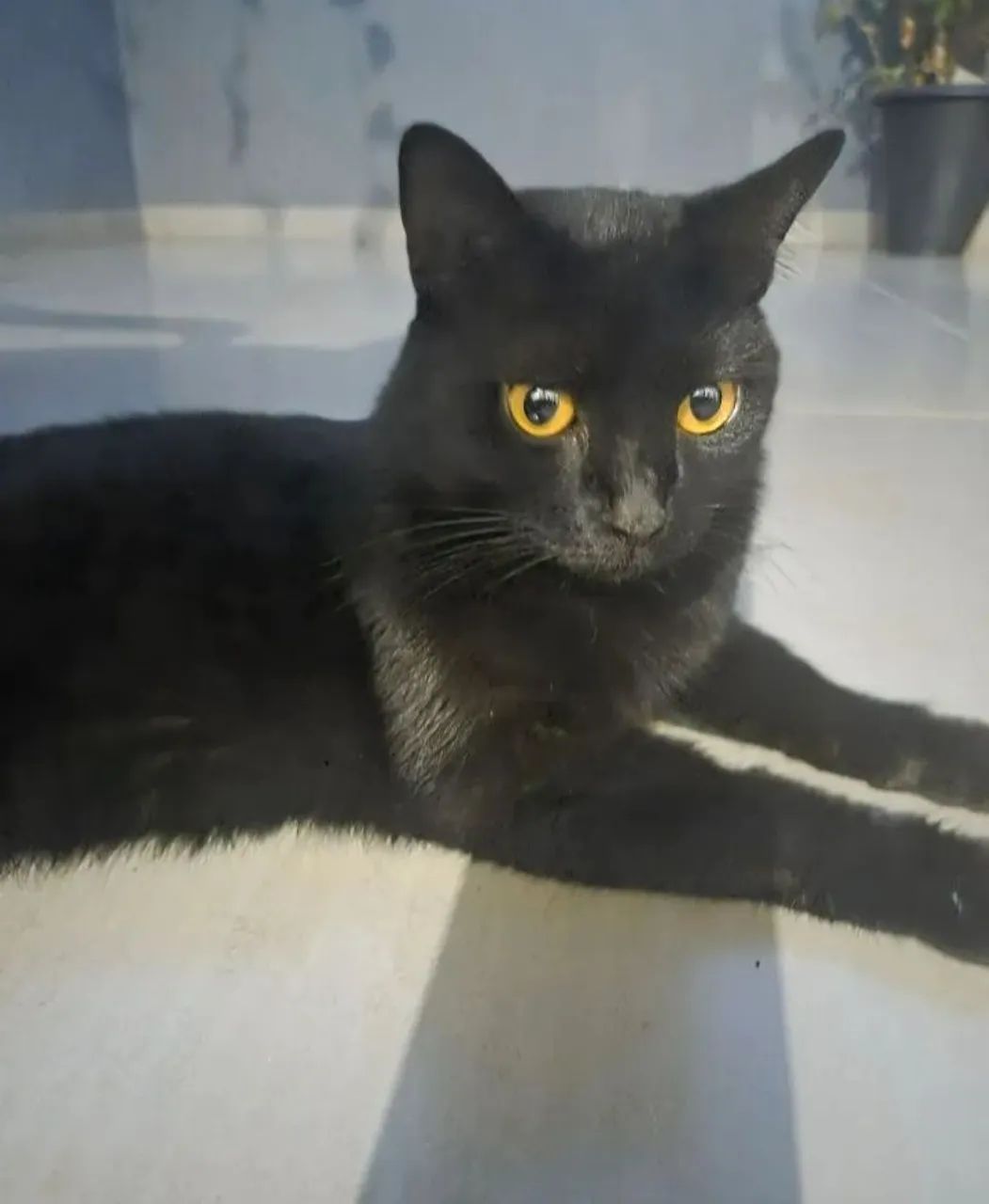 Doação de uma gata - Foto 2