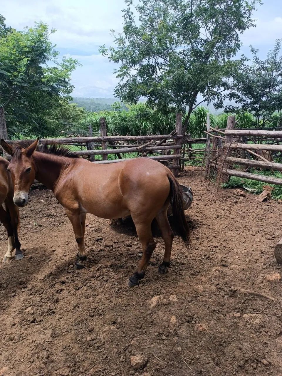 Vendo Burro 