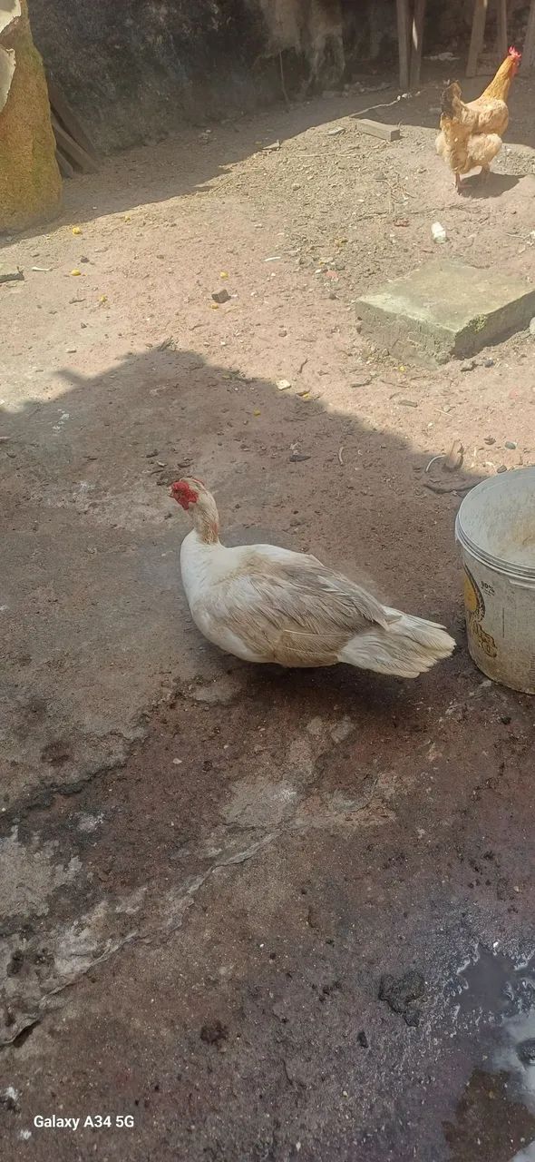 Pato a duto 