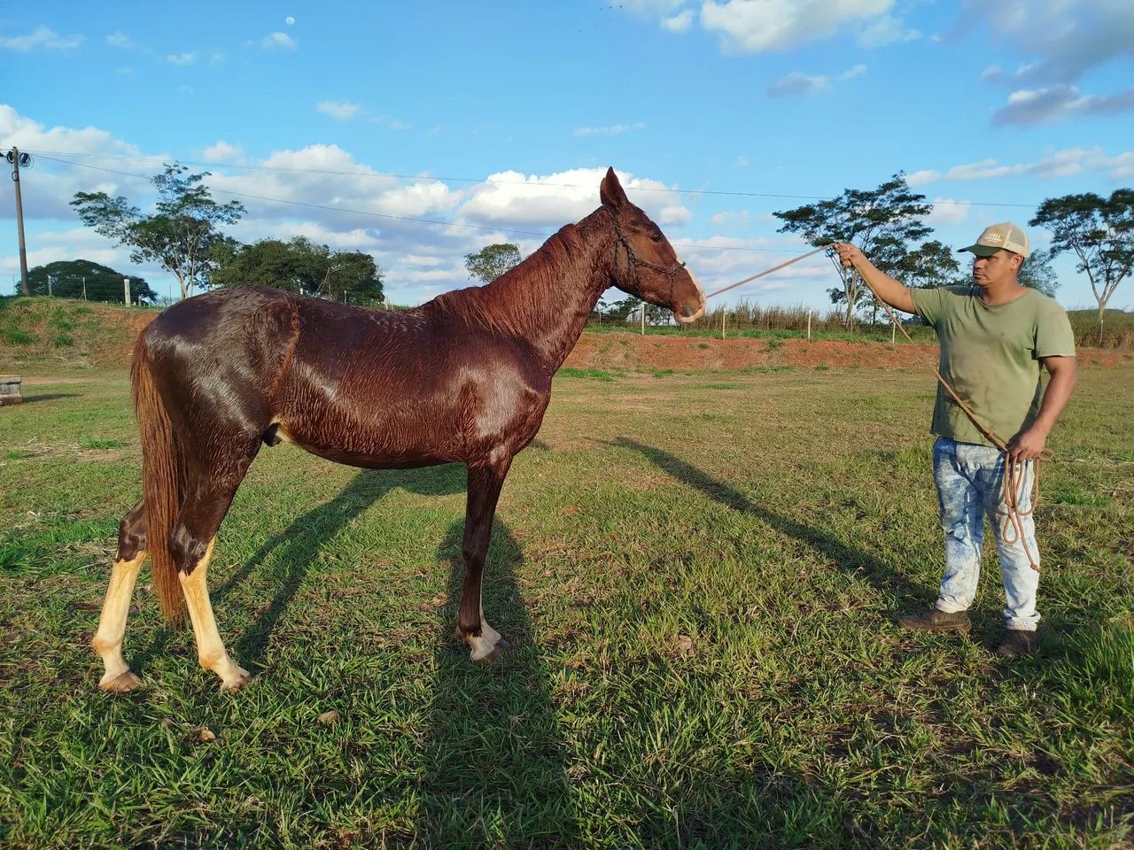 Cavalo mangalarga PO 