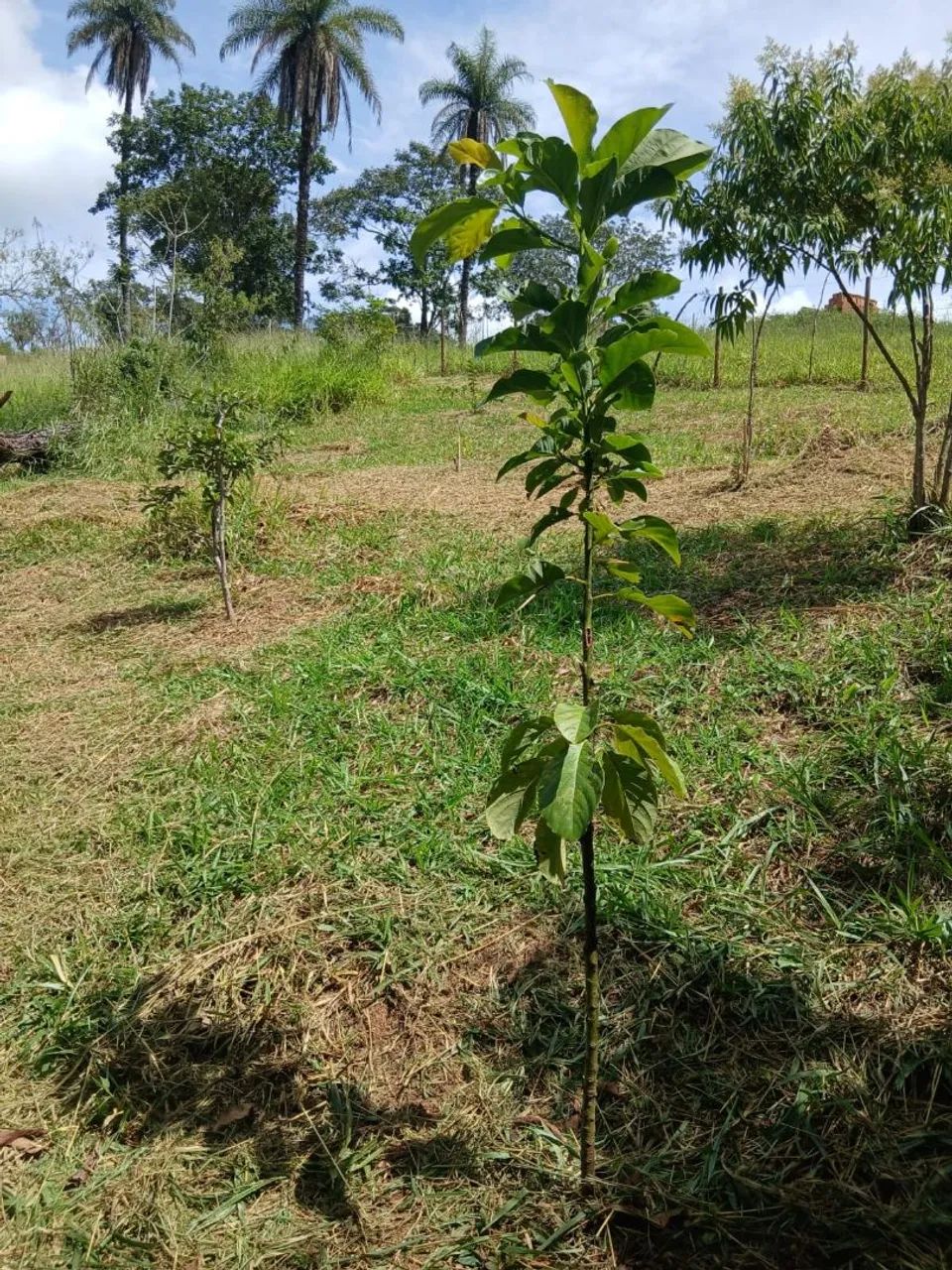 Terreno em Jaboticatubas - Foto 2