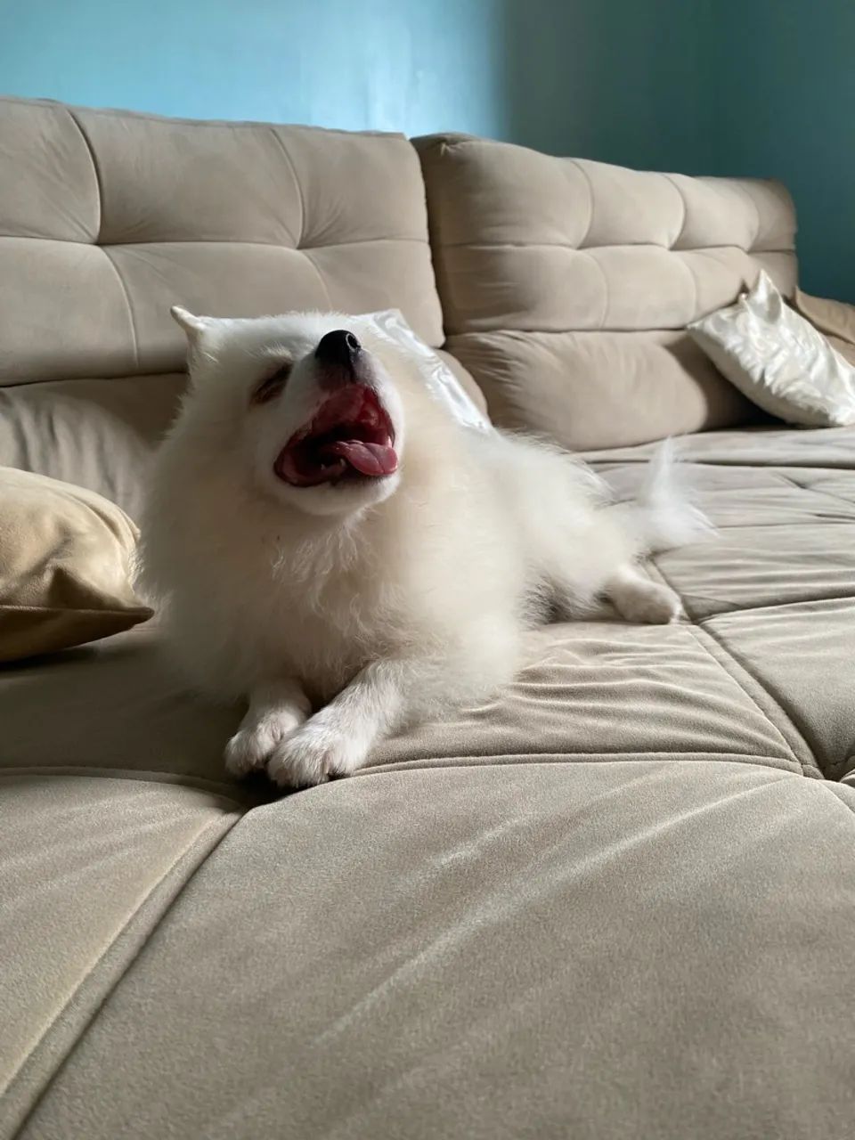 Spitz alemão  - Foto 3