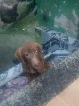 Cachorro  - Foto 3