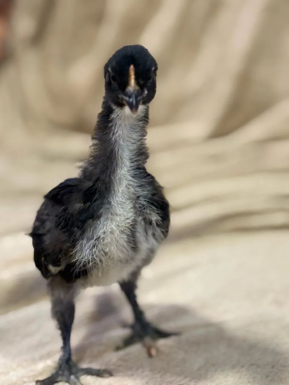 Ovos marans  - Foto 4