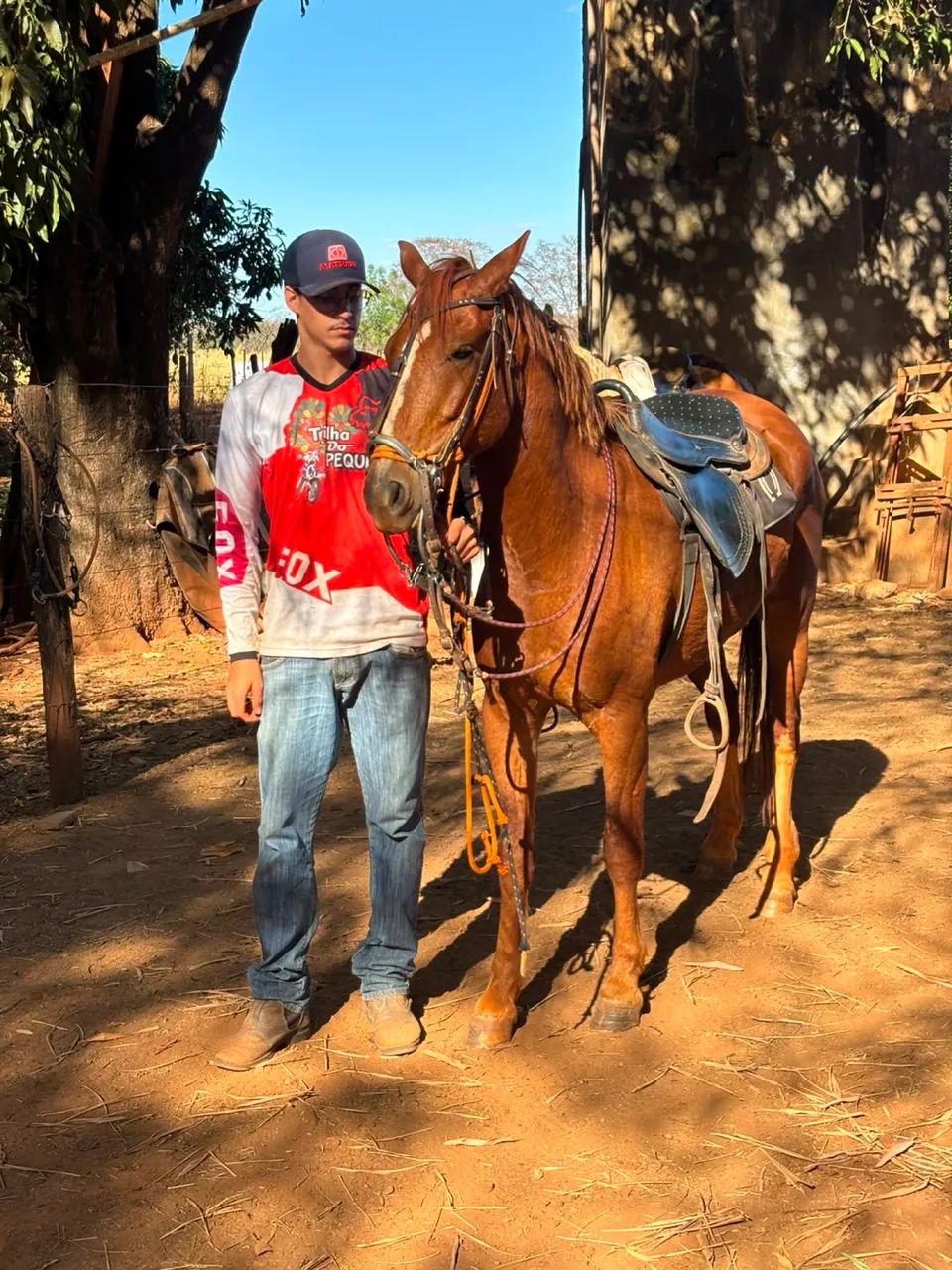 Cavalo  - Foto 2