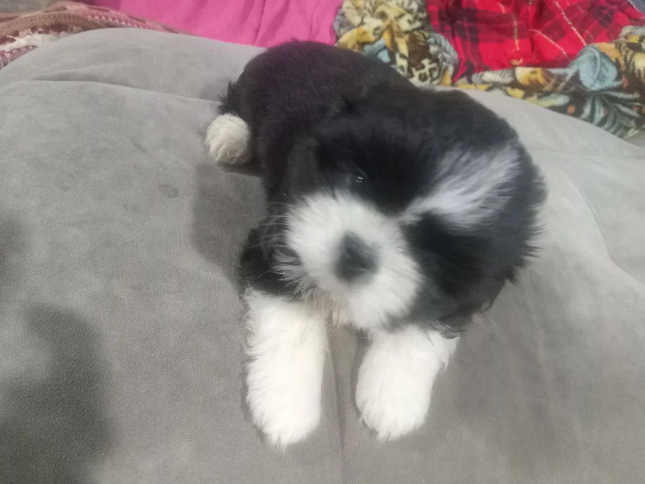 FILHOTE SHITZU MACHO COM 2 MESES  - Foto 2