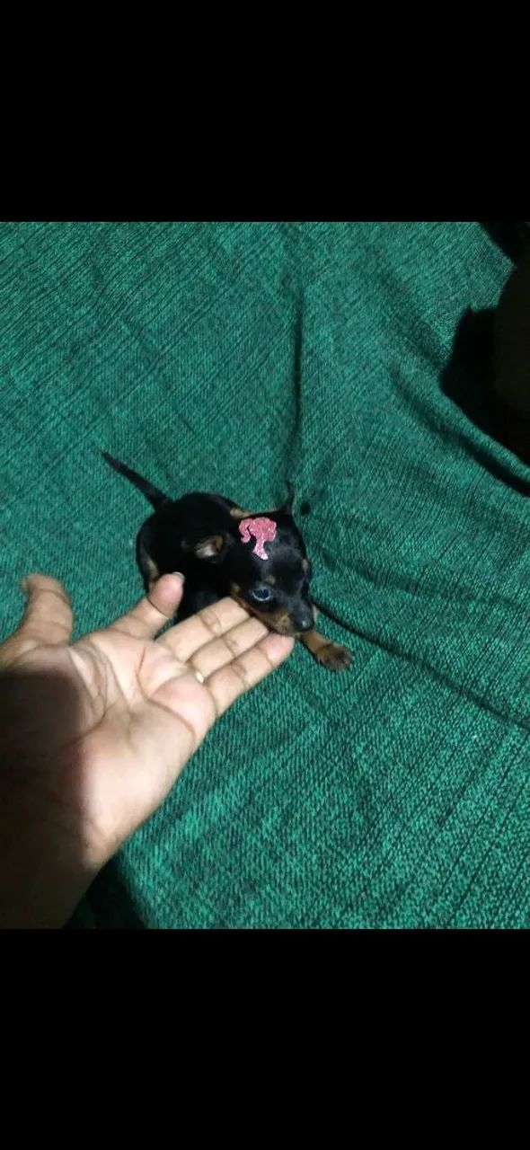 Pinscher 0. Fêmea  - Foto 2