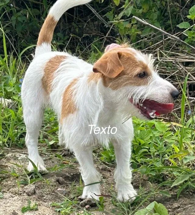 Procura Jack Russel macho - Foto 3