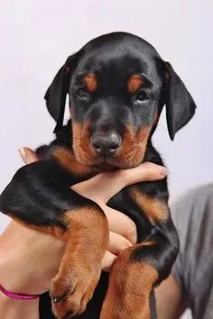 Doberman Otimos para guarda - Foto 2