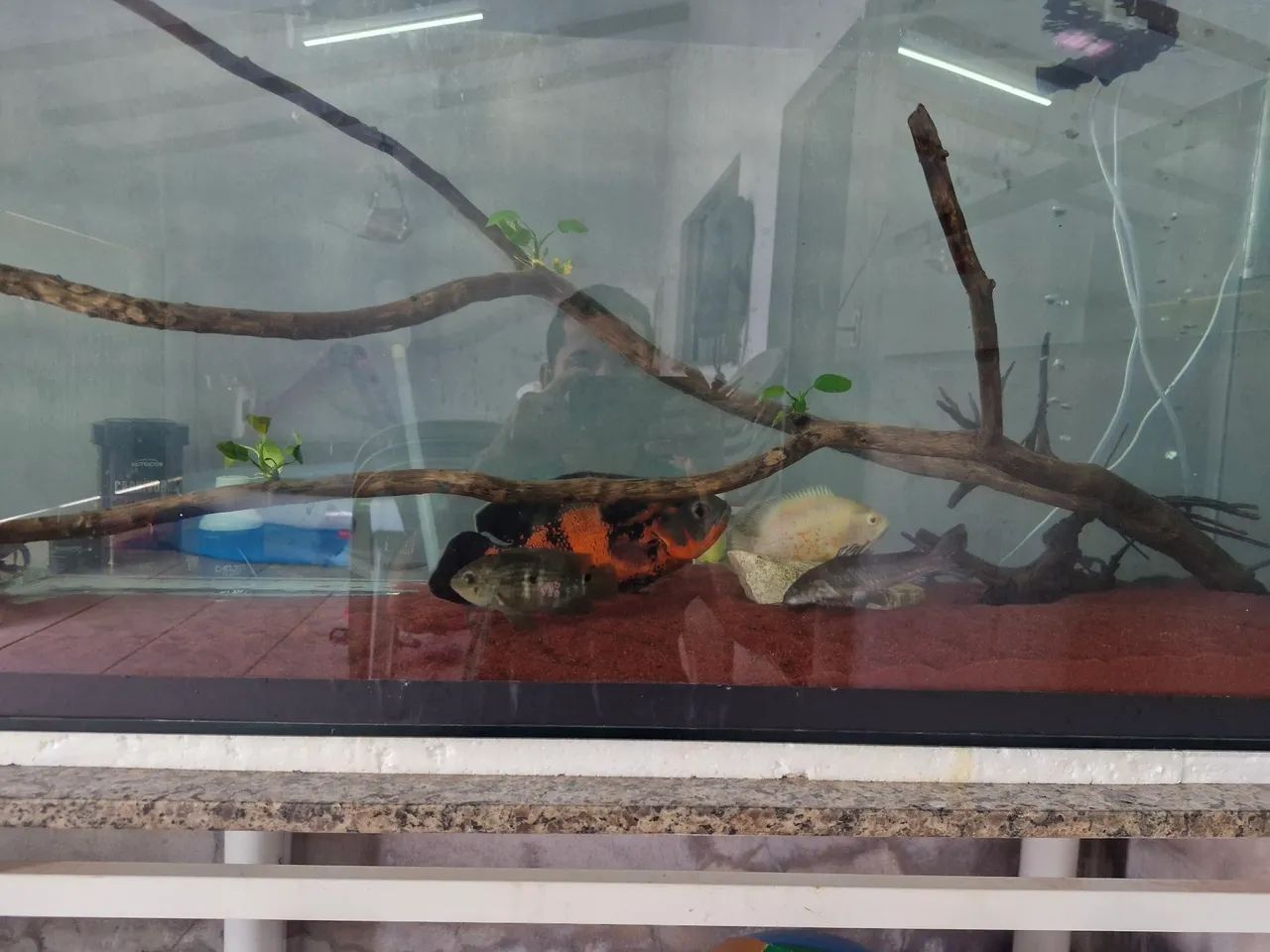 Aquário 420L 1400x500x600 sump lateral - Foto 4