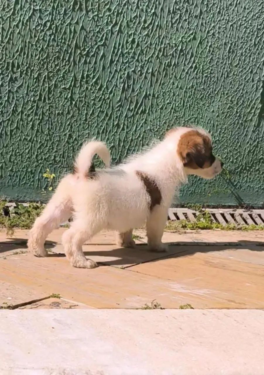 Jack Russell terrier com Pedigree porte pequeno   - Foto 3