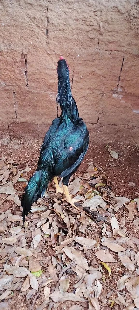 Frango bico curto  - Foto 3
