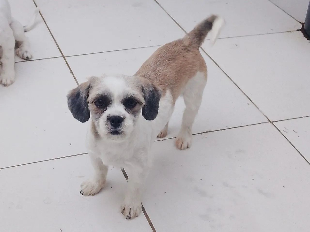 Fêmea de Lhasa Apso a venda  - Foto 3