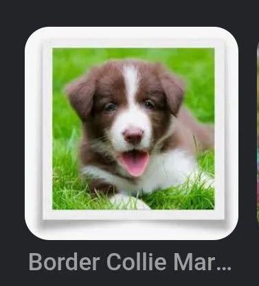 Bodder colie macho 