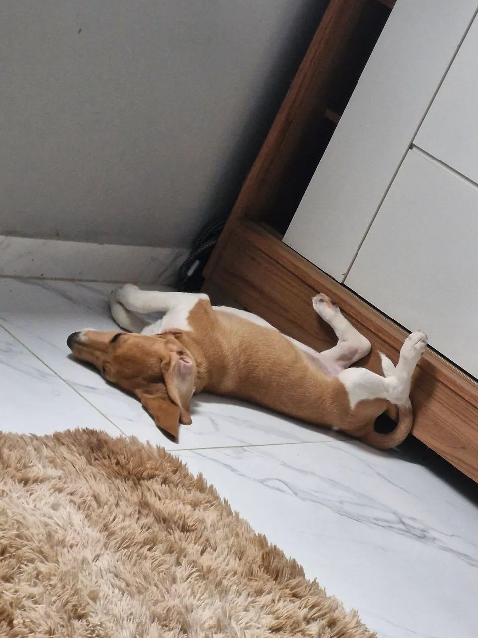 Vendendo filhote de  Beagle - Foto 5