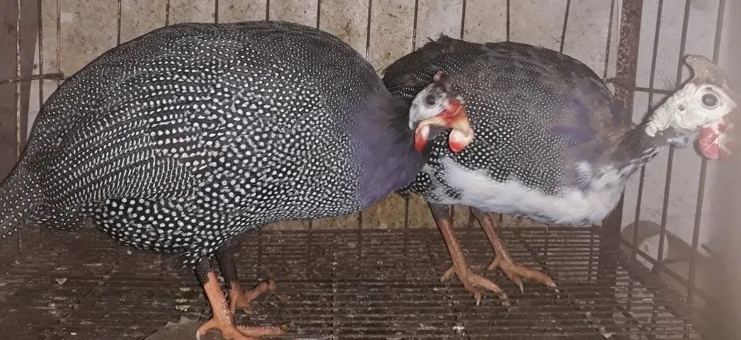 Animais para criação e obrigação  - Foto 4
