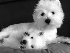 West Terrier