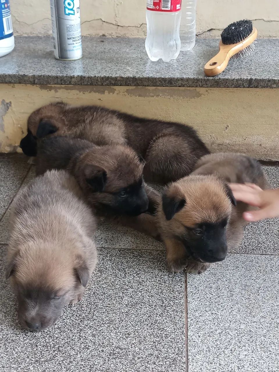 FILHOTES PASTOR BELGA MALINOIS - Foto 2