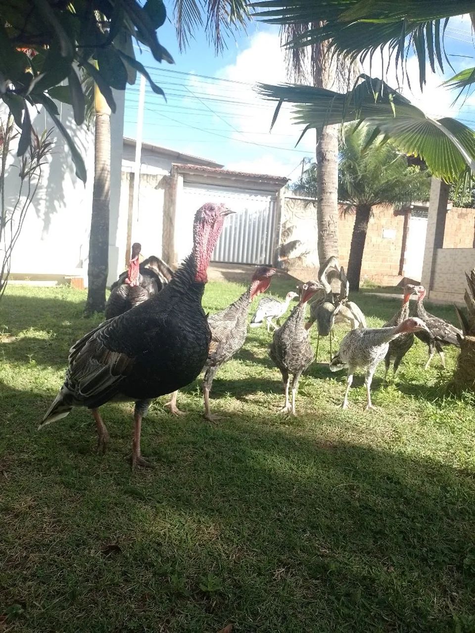 Peru reprodutor e frangos de perus  - Foto 4