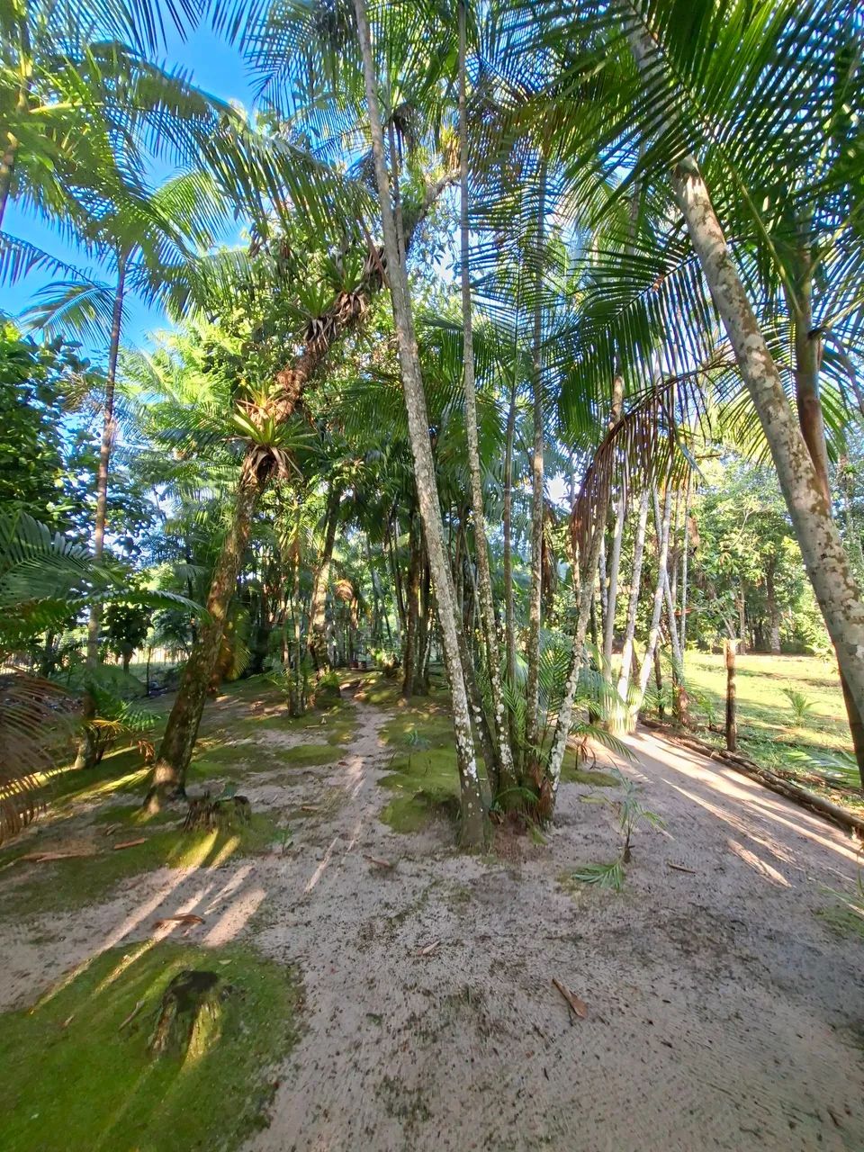 Terreno com Plantio de Açaí  - Foto 2