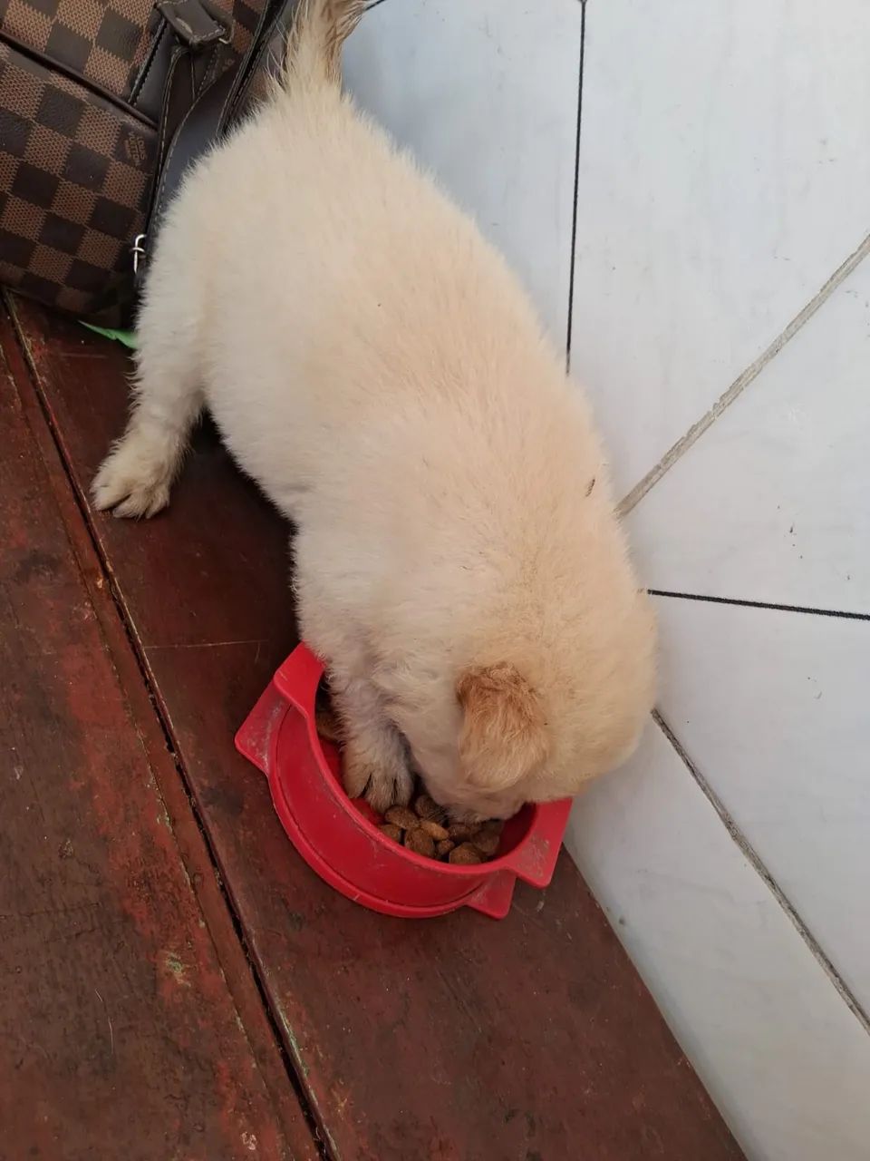Chow chow