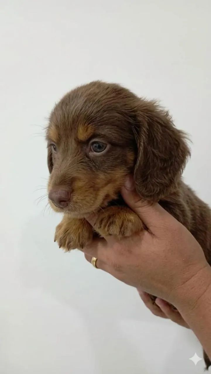 Daschund pelo longo / chocolate 