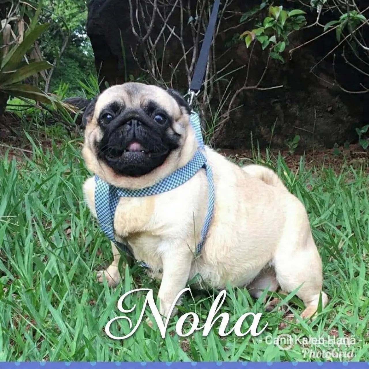 Filhote pug - Foto 3