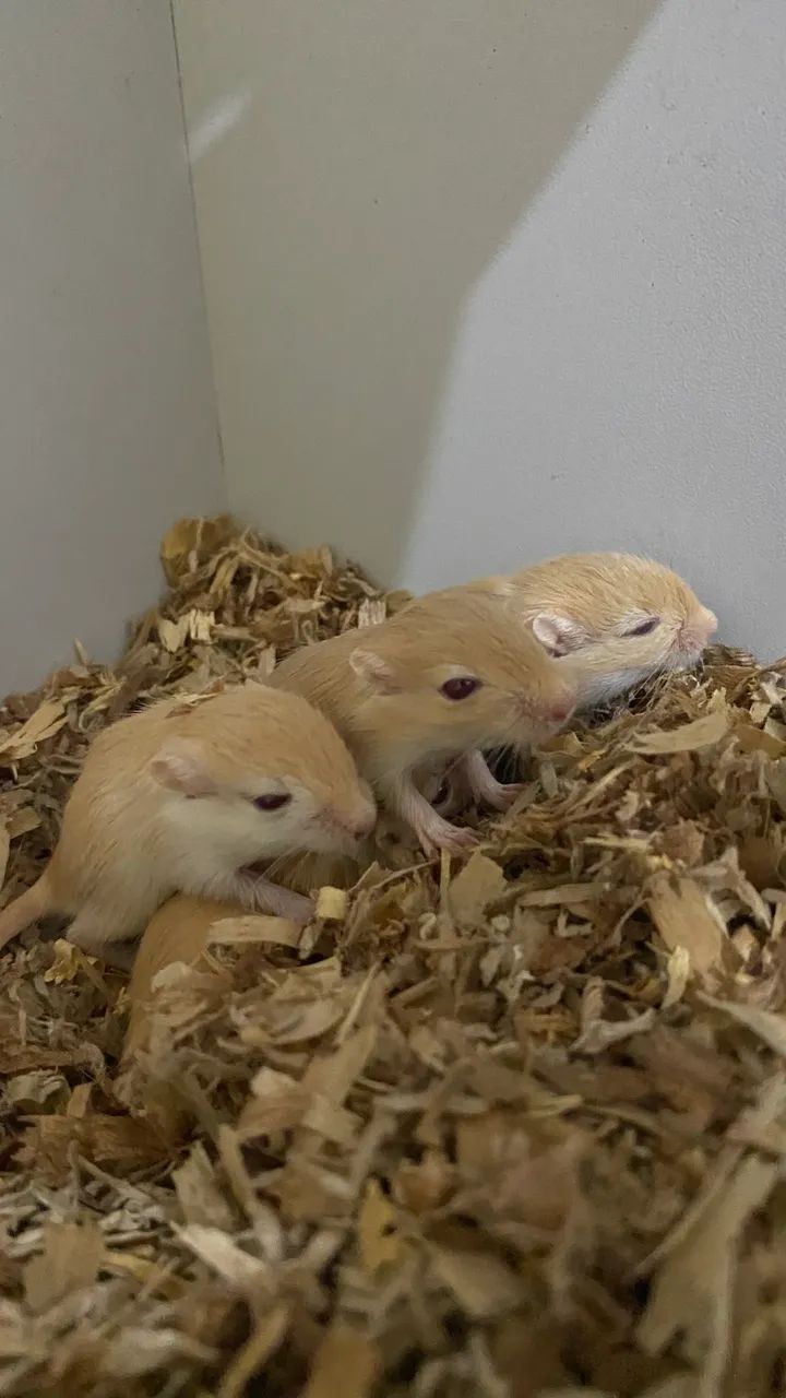 Filhotes de Gerbil/Esquilo da Mongólia  - Foto 3