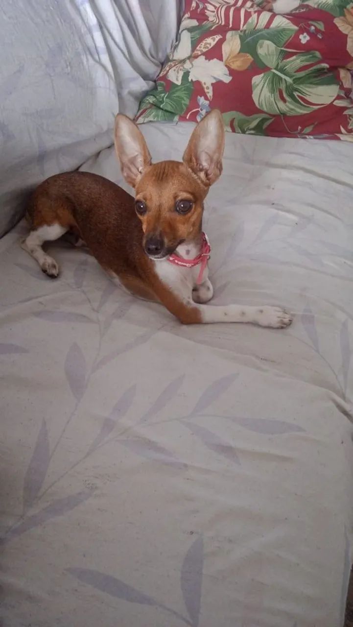Vendo Pincher 1  - Foto 2