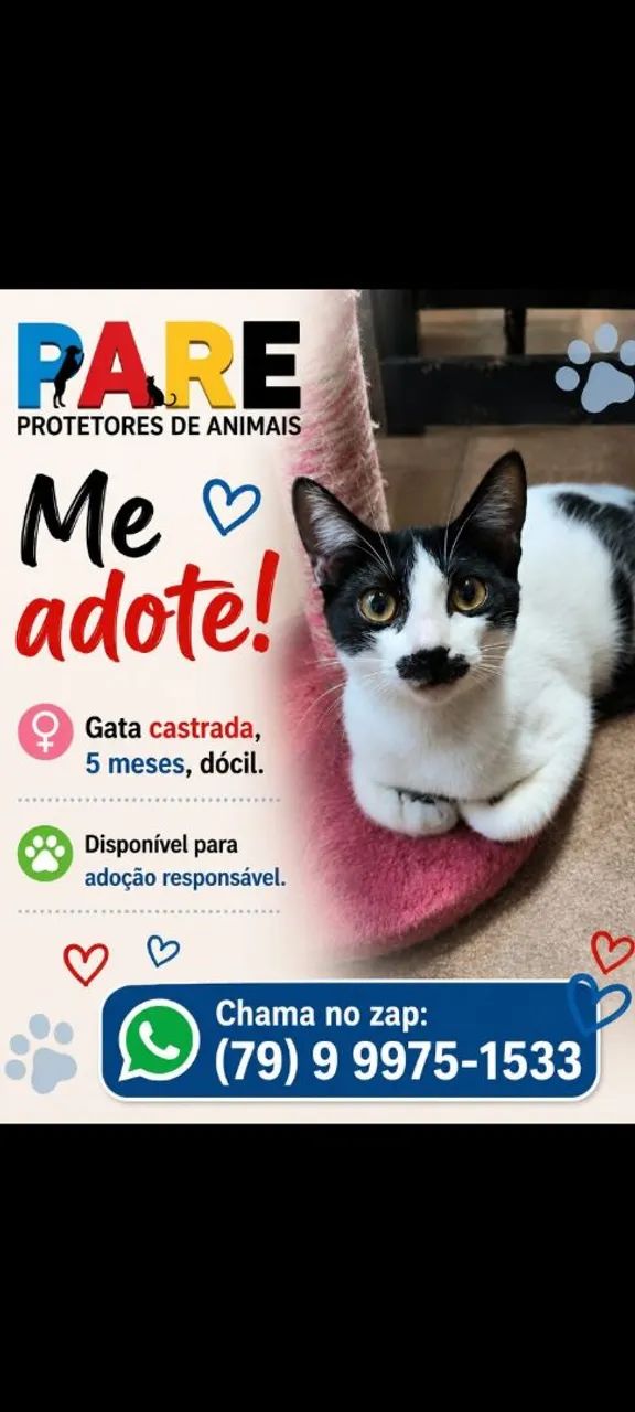 Lindos Gatinhos!! - Foto 3