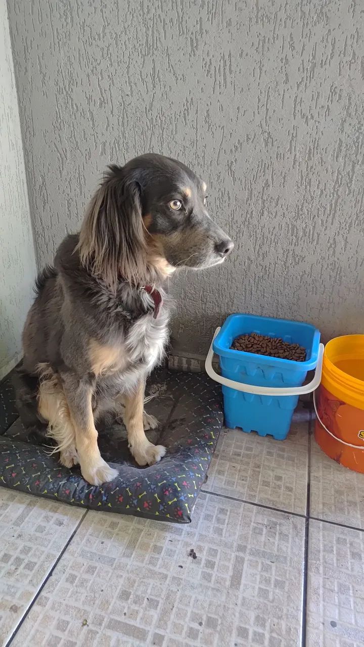 Cachorro Doação  - Foto 2