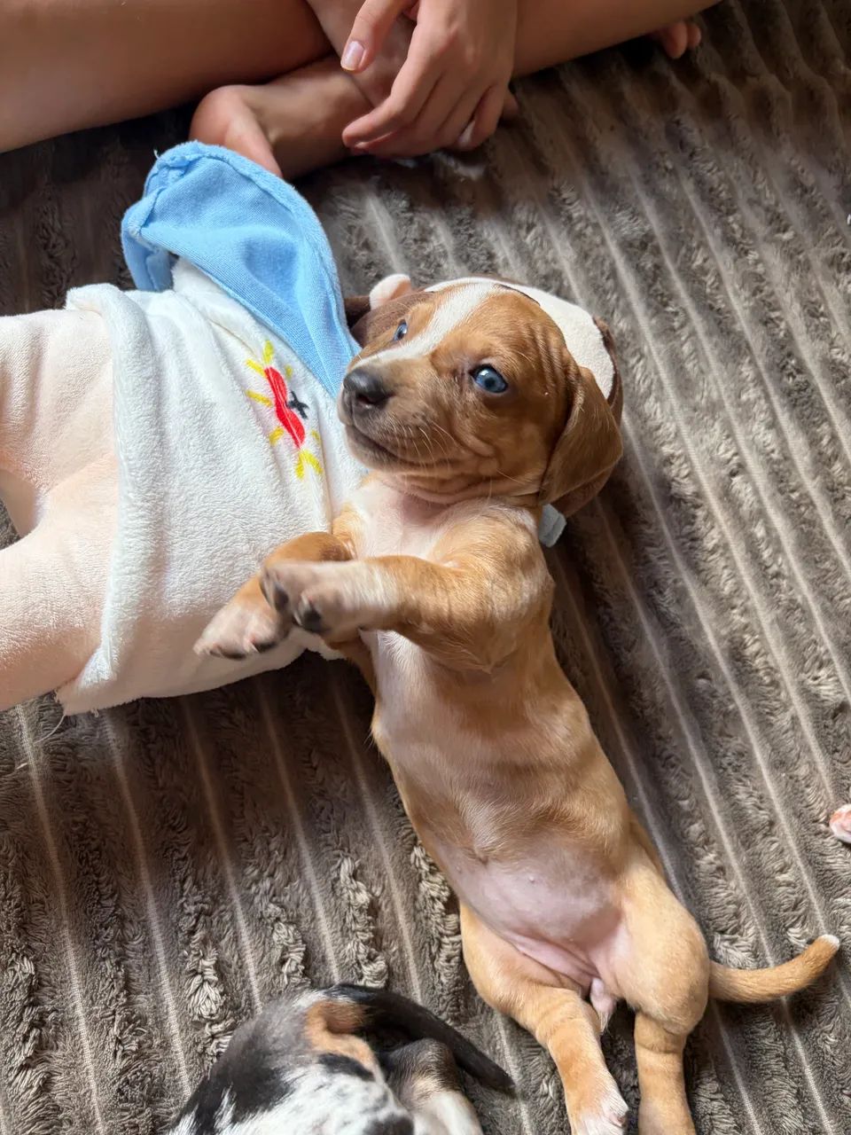 Cachorro - Foto 2