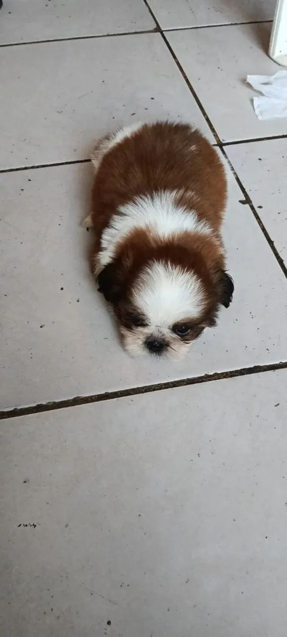 Shihtzu  - Foto 5
