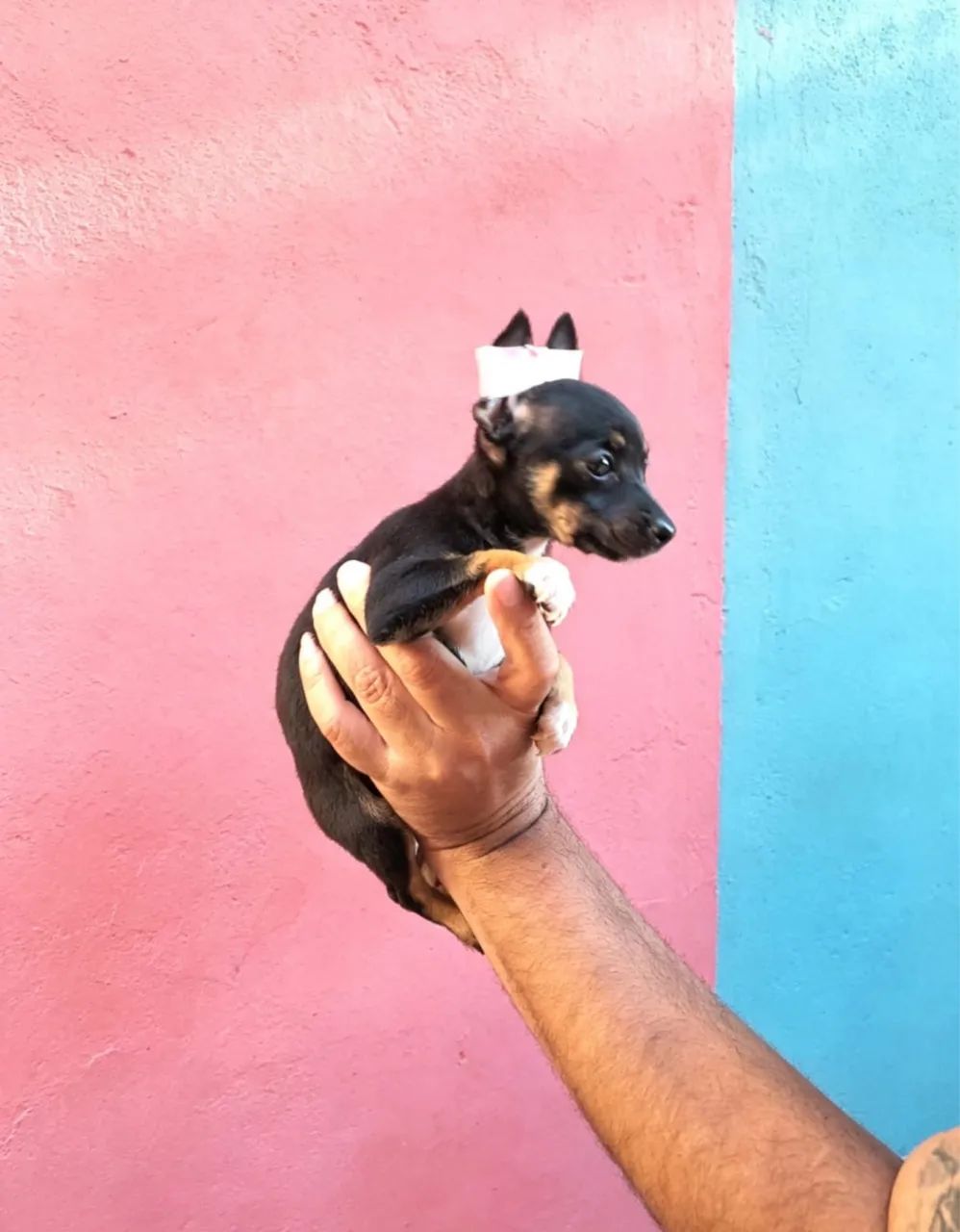 Pinscher mini 