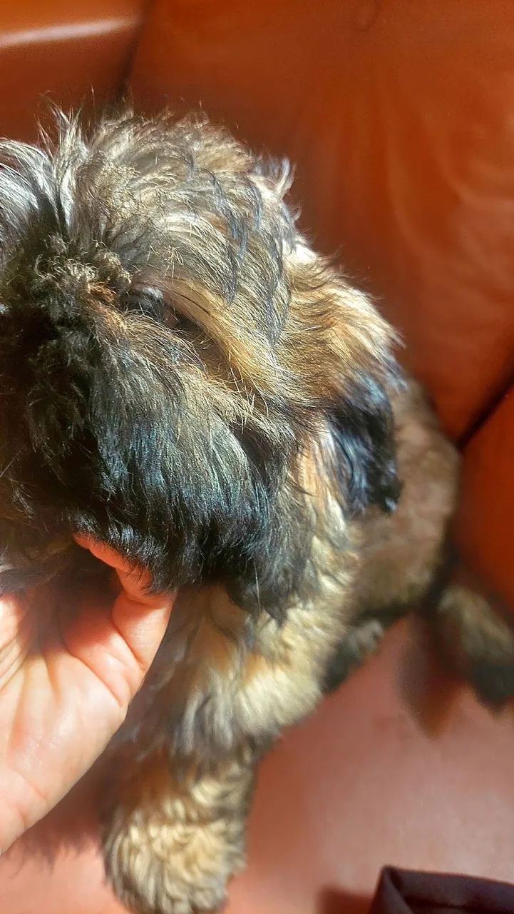 Filhote Shihtzu - Foto 5