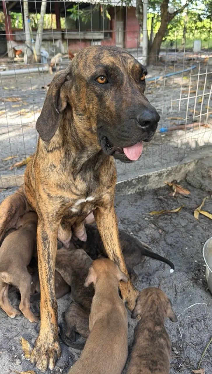 Fila brasileiro - Foto 4