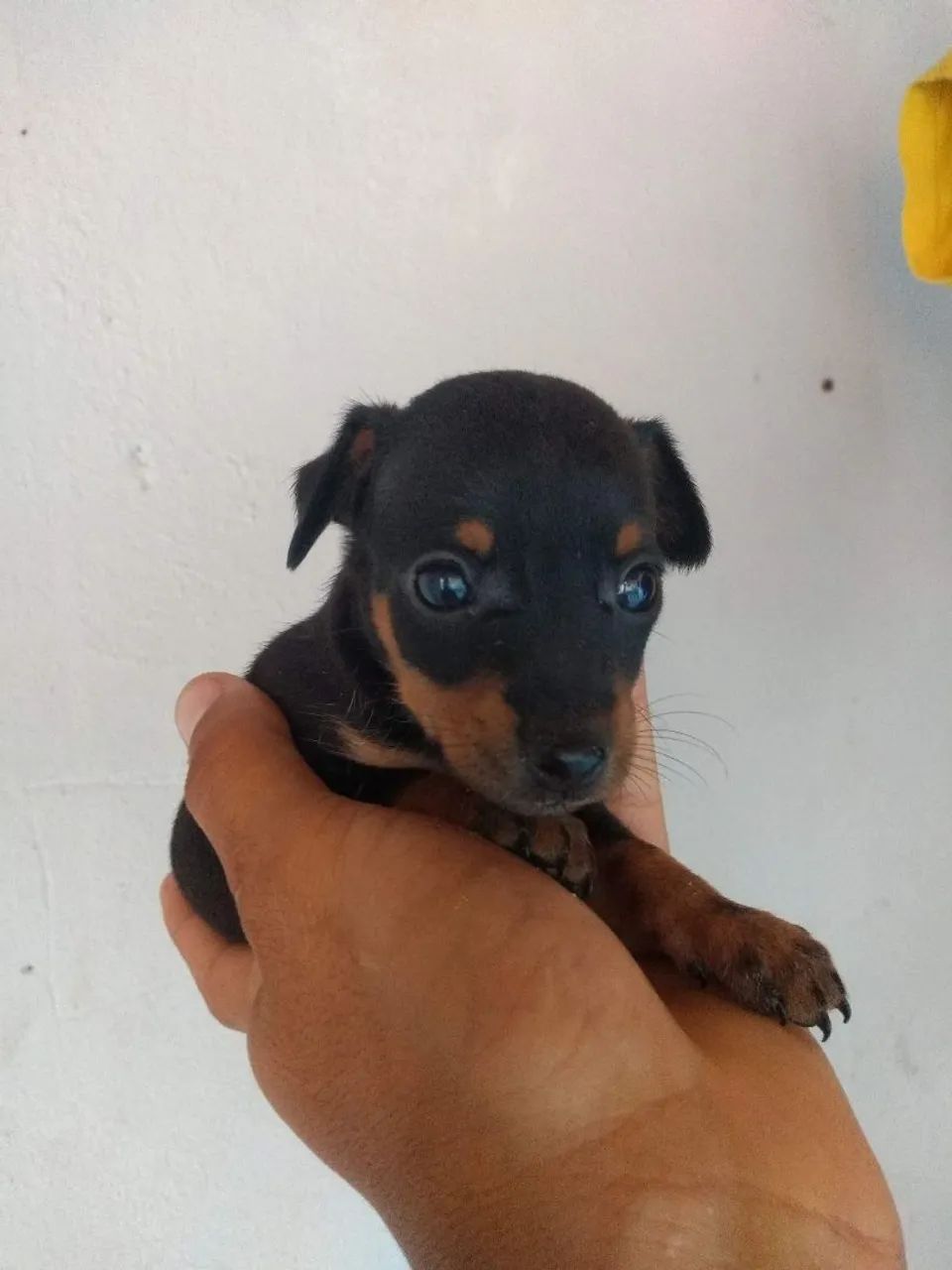 Pinscher 0 - Foto 3