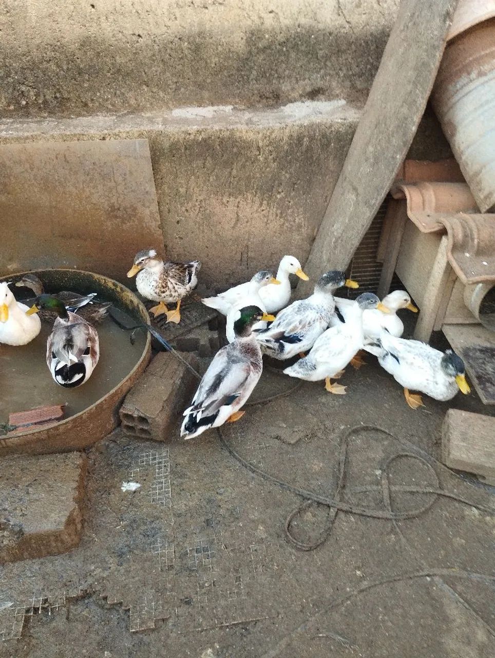 Marrecos Mallard  - Foto 2