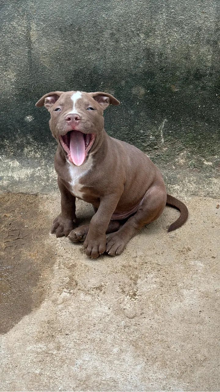 Pitt monster macho - Foto 2
