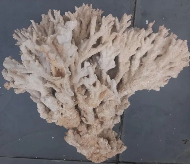 Corais e rochas naturais (peças grandes e raras)