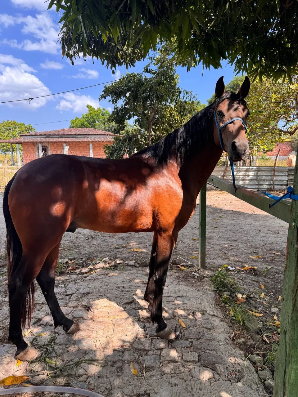 Cavalo Manga Larga  - Foto 4