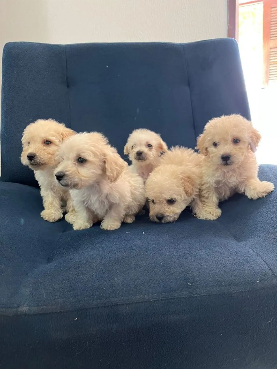 Lindos poodle toy  - Foto 5
