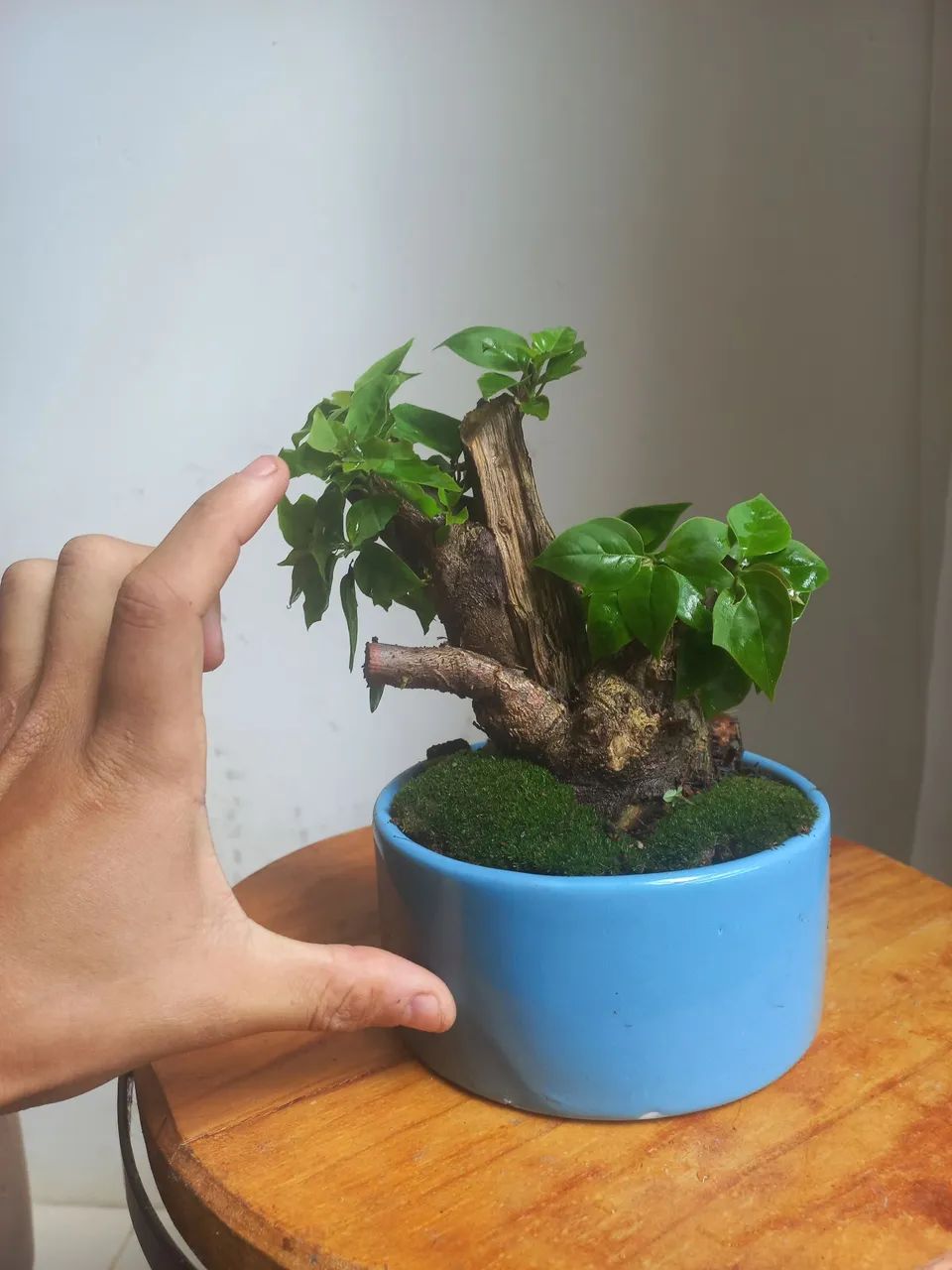 BONSAI buggaville bosque - Foto 2