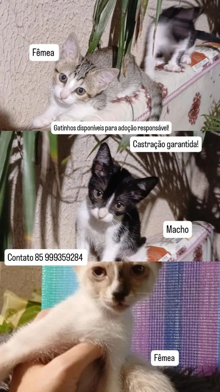 Ganhos filhotes para adoção!