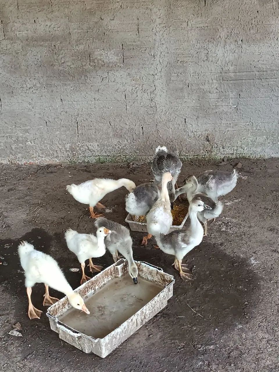 Filhotes de Ganso sinaleiro branco e pardo. - Foto 5