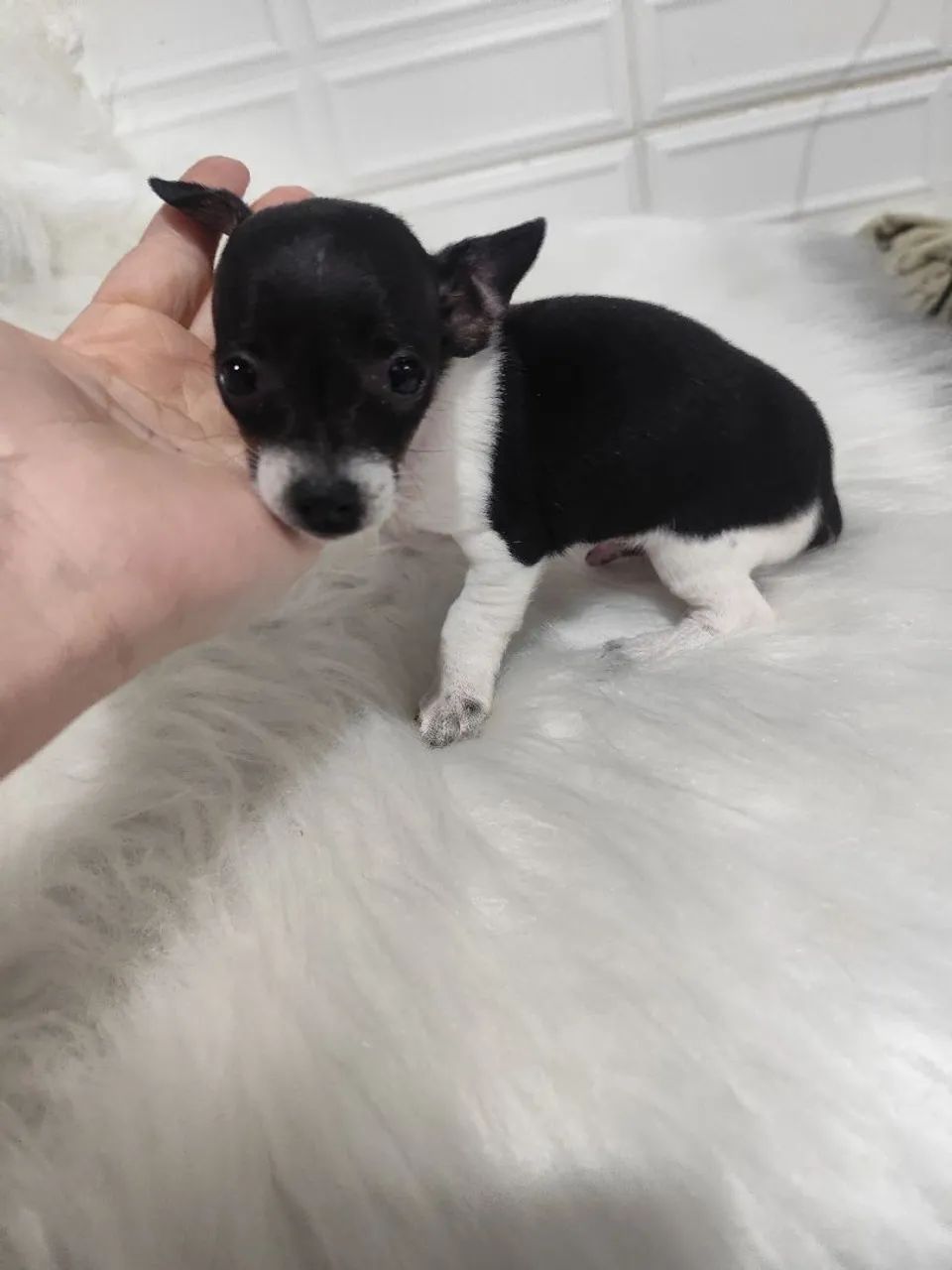 PINSCHER BICOLOR  - Foto 2